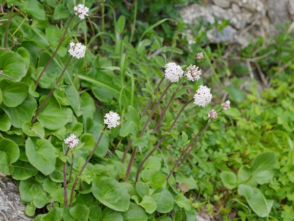 <h3><a href="/trips/kreta/biota/plantae/tracheophyta/magnoliopsida/dipsacales/caprifoliaceae/valeriana dioica/valeriana dioica-nl.html">Valeriana&nbsp;dioica</a> / Marsh&nbsp;valerian / Kleine&nbsp;valeriaan</h3>OM-1 Mark II met OLYMPUS M.150-400mm F4.5, 1/320 sec  bij F6.3, ISO 2000, afstand 4.03&nbsp;m